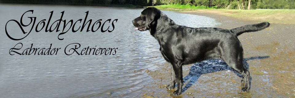 GOLDYCHOCS LABRADOR RETRIEVERS